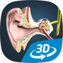The mechanism of hearing educational VR 3D(ƻ3D)