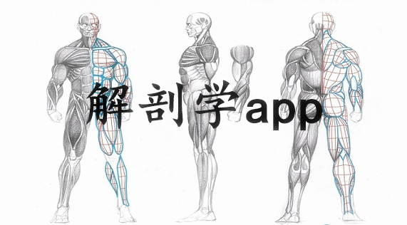 解剖学app