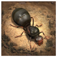 The Ants小小蚁国谷歌版