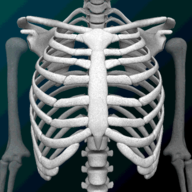 Human skeleton Anatomy(bones3d