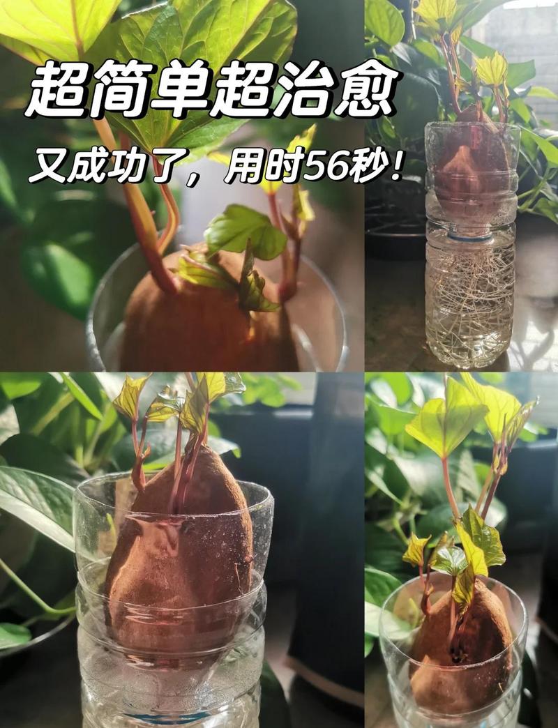 ������-����������Ǥ��ˮ�ʹ���������ͼ