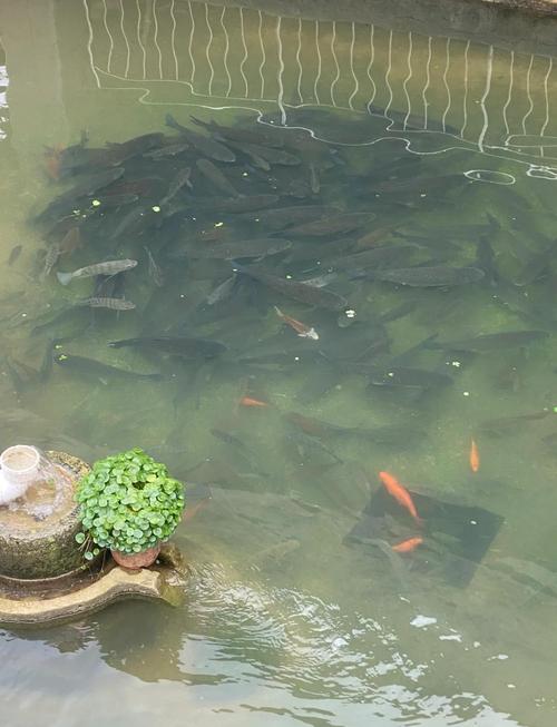 鱼塘-掌上同城交友社区 附近单身聊天约会场景配图