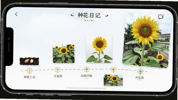 种花日记APP成长时间轴界面,展示一株向日葵从种子到开花的完整过程,时间轴上有多个带照片的节点,手机屏幕明亮清晰