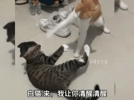 摔跤猫(WrestleCats)实战对战节奏与场地技巧配图 猫咪摔跤比赛场景