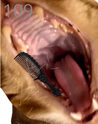 ��è��ë��ϷbrushJjaemu