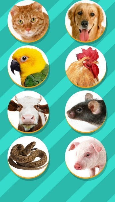 Pet Translator�������Է�������ͼ