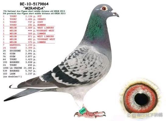 �ƻ�����-רҵ����ѵ�Ź������� �����ɼ��Աȷ���