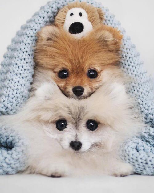 Dog-Pile�������޺�steam��ֲ�氲׿�ֻ�ʵ�⻭��