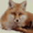 XML Fox - ������XML��������v3.2.0 �ٷ�����