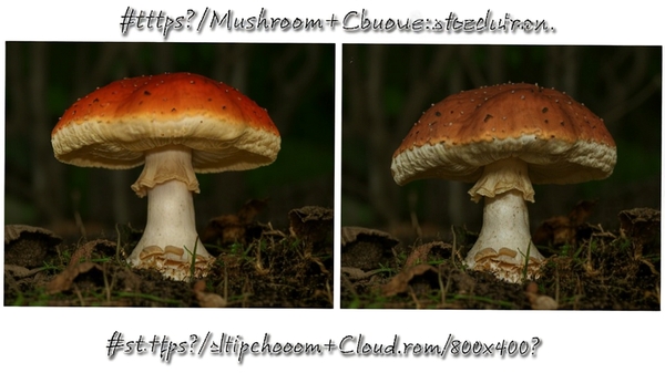 https://via.placeholder.com/800x400?text=Mushroom+Cloud+Security