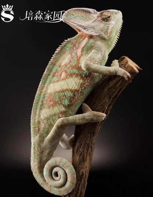 ��ɫ������-���Ի�ϵͳ�������߽�ͼ3