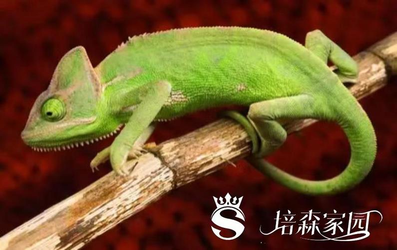 ��ɫ������-ϵͳ����ר�ҽ�ͼ1