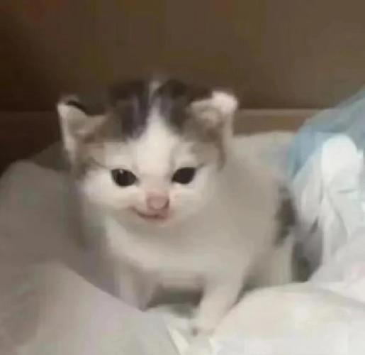 ai�������ƹ�������-���ܹ�Ǯר�ҽ�ͼ