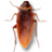 cockroach on desktop-��Ч���ݿ��������v23.1.0 �ٷ�����