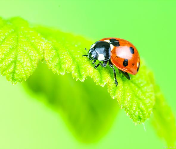 Ladybug on desktop-�����Ӿ����ֽ�ͼ