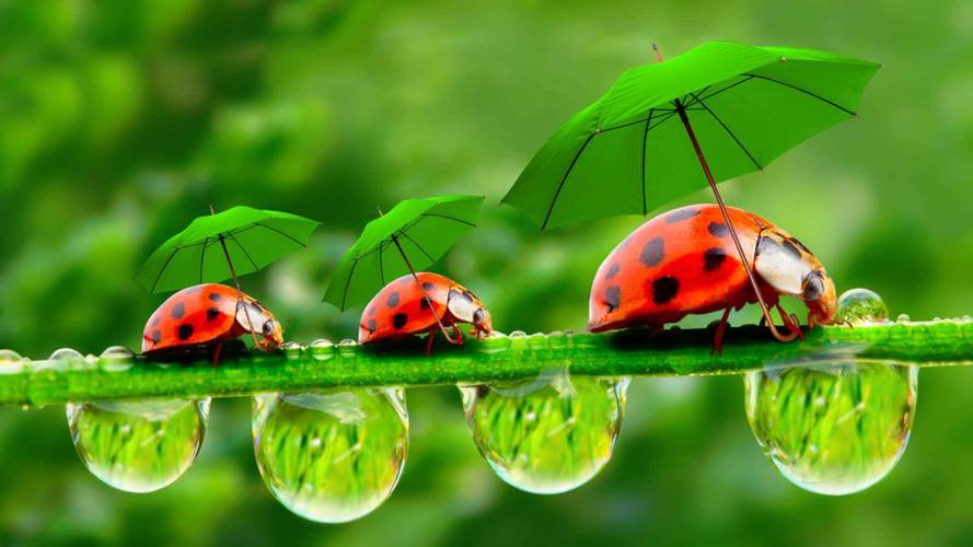 Ladybug on desktop-�����Ӿ����ֽ�ͼ
