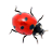 Ladybug on desktop-�����Ӿ�����v2.3.1 �ٷ�����