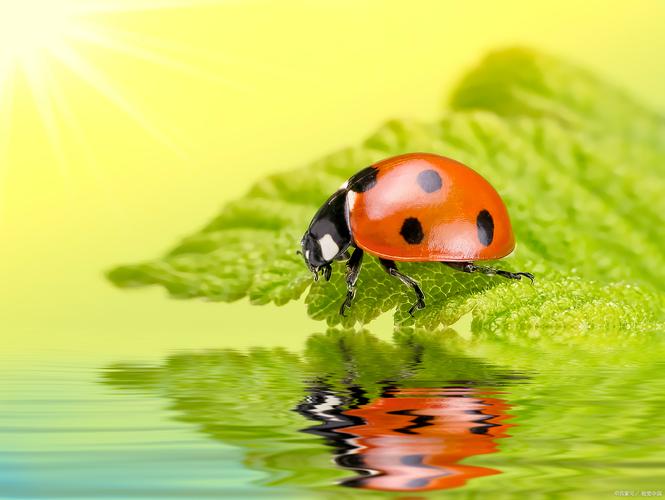 Ladybug on desktop-�����Ӿ����ֽ�ͼ