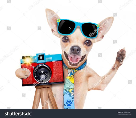 Snapshotor-������Ч����Ļ��ͼ���߽�ͼ