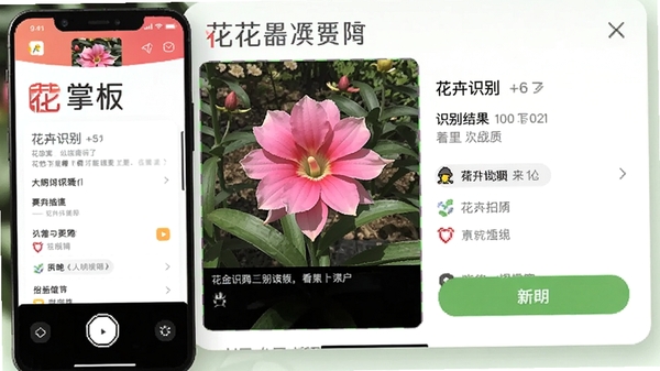 花掌柜app花卉识别功能使用界面,拍摄花朵后识别结果的示意图