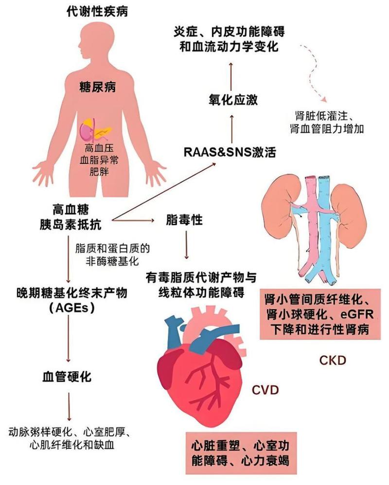 心肾代谢时讯-专业医学资讯平台 心肾代谢综合征指南更新 心血管肾脏糖尿病交叉学科