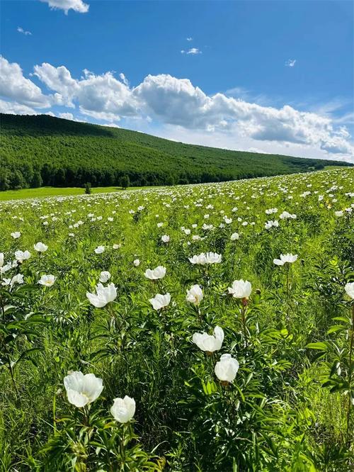 额尔古纳生态旅行探索助手 恩和北山 日出观景点 野生芍药花