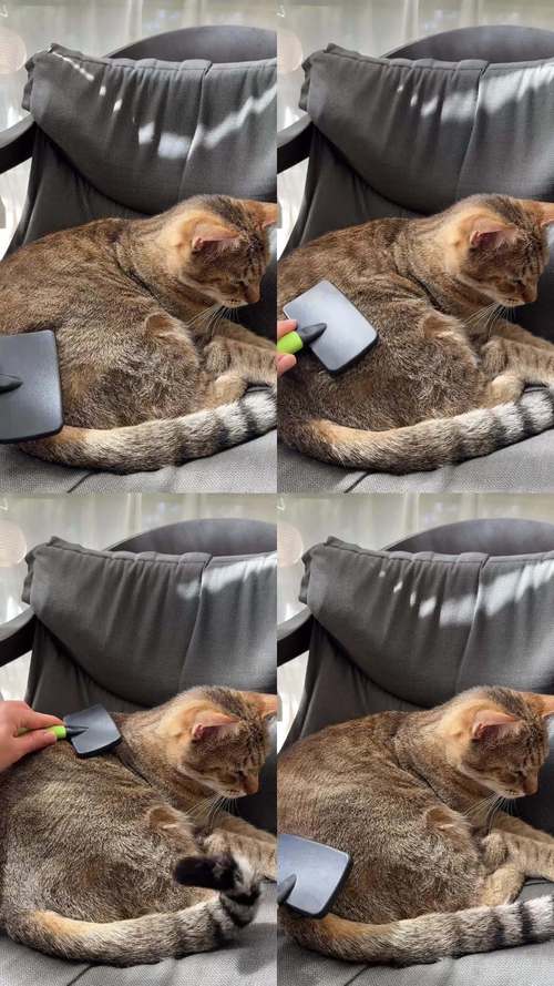 ë���ڼ�-���｡���ջ��ܼ�Ϊè����ë���ͼƬ