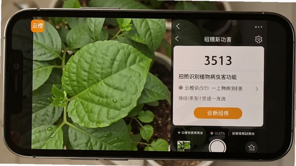 �Ƴ�app����ʶ��ֲ�ﲡ�溦���ܽ���չʾ���ֻ���Ļ����ʾ��ֲҶƬ����Ͻ��
