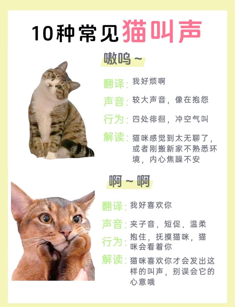 ����è�����Է���-���ｻ�������� ʵ����è��»�����ʶ��׼ȷ�ʶԱȳ���